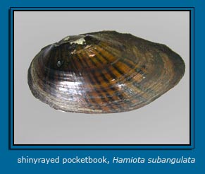 shinyrayed pocketbook (Hamiota subangulata)